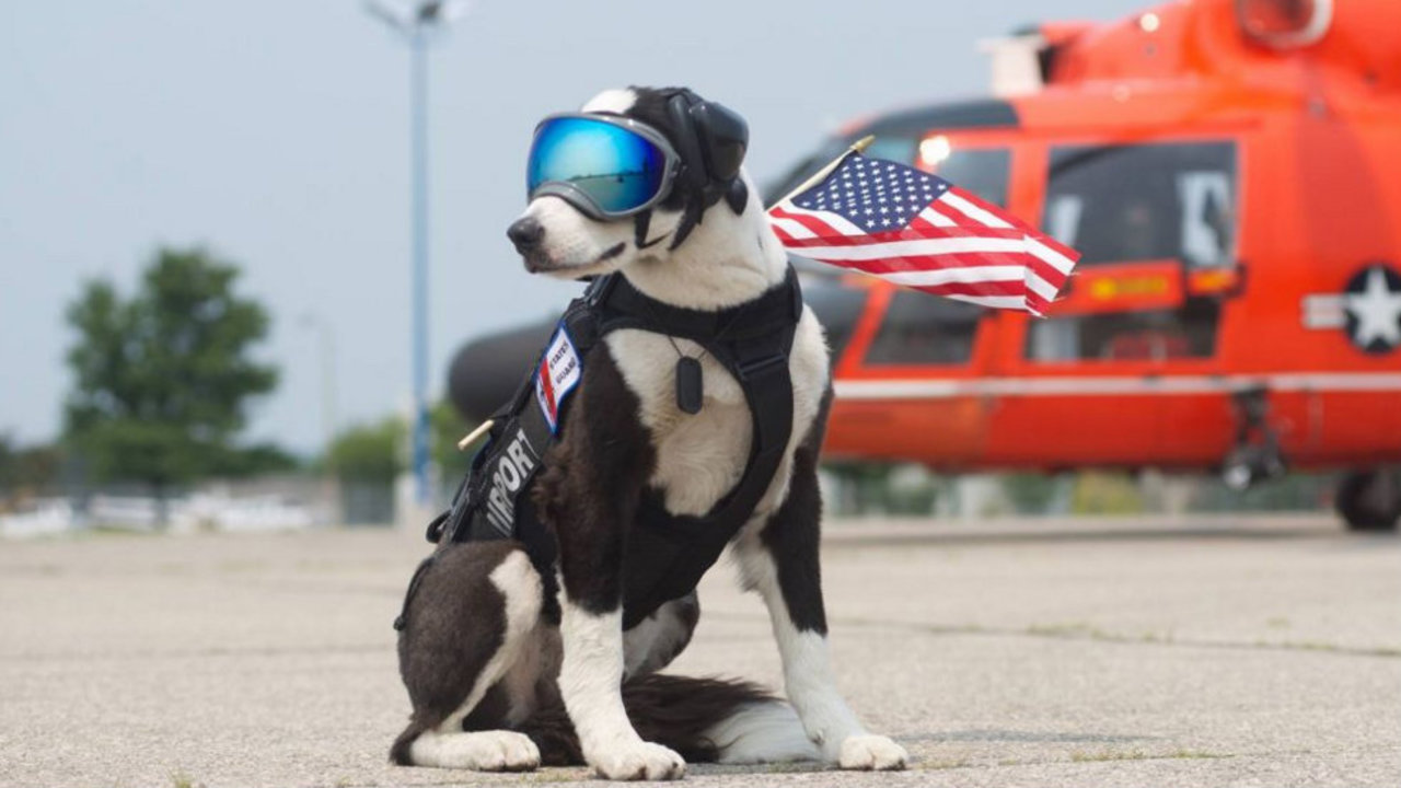 Airport dog sensation